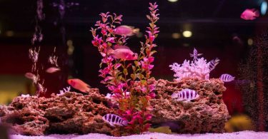 Meilleurs aquariums