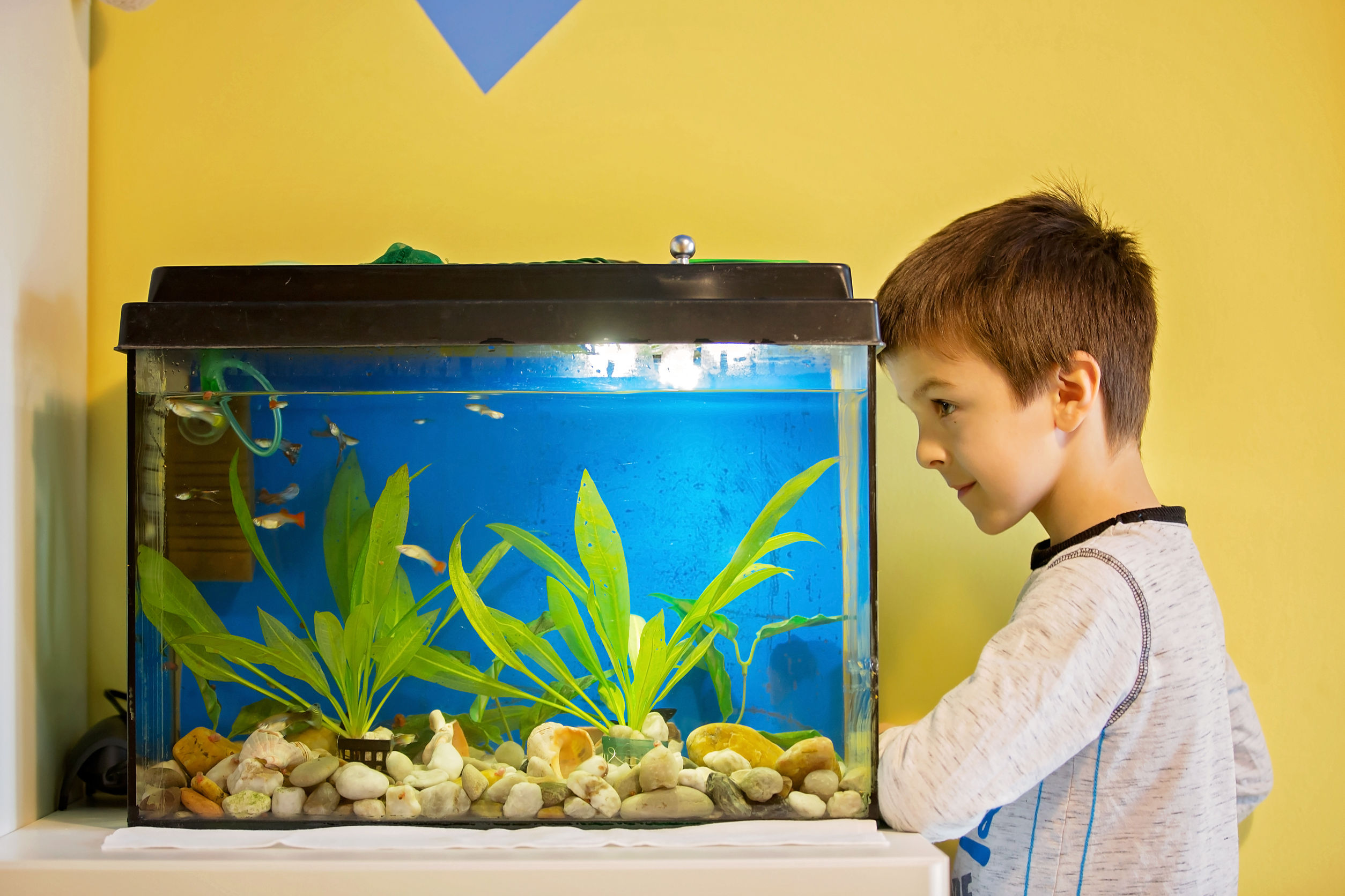 Наблюдать за рыбками. Мальчик с рыбкой в аквариуме. Аквариум картинка для детей. Аквариум с рыбками фото для детей. Нано рыбки для аквариума.